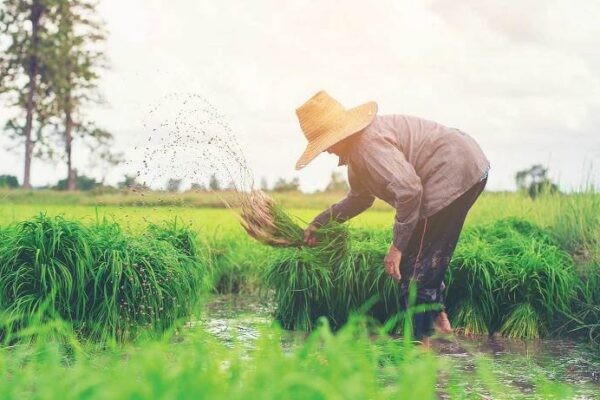 Ketahui dengan Baik Mekanisme Pajak Atas Hasil Pertanian Ketahui dengan Baik Mekanisme Pajak Atas Hasil Pertanian