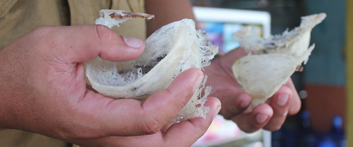 Memahami Pajak Sarang Burung Walet: Regulasi dan Kewajiban untuk Pelaku Usaha