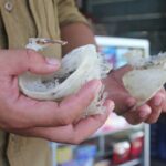 Memahami Pajak Sarang Burung Walet: Regulasi dan Kewajiban untuk Pelaku Usaha