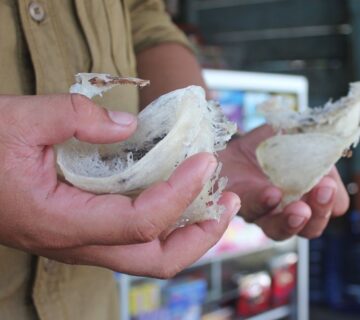 Memahami Pajak Sarang Burung Walet: Regulasi dan Kewajiban untuk Pelaku Usaha